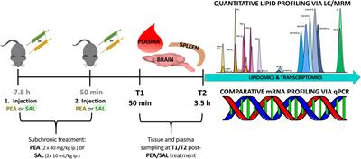 Broad Lipidomic and Transcriptional Changes of Prophylactic PEA Administration in Adult Mice